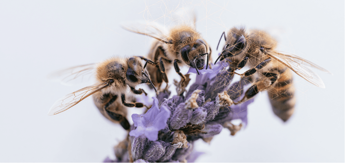 Hivy – The Hive Meetup