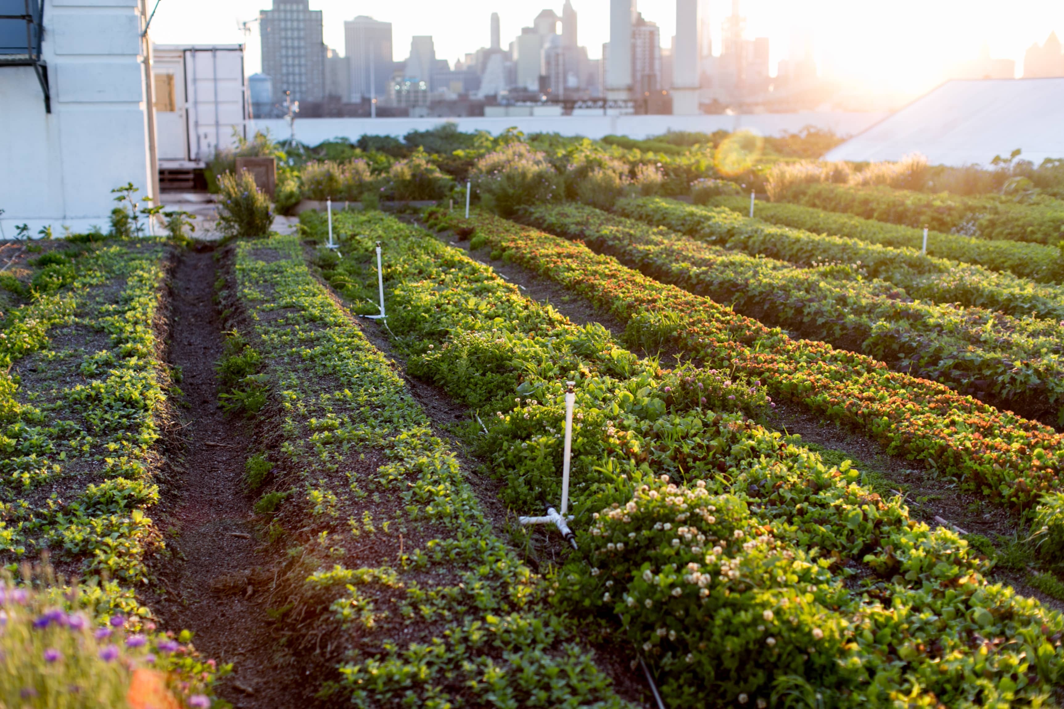 Golden Hour Tasting Tour @ Sunset Park