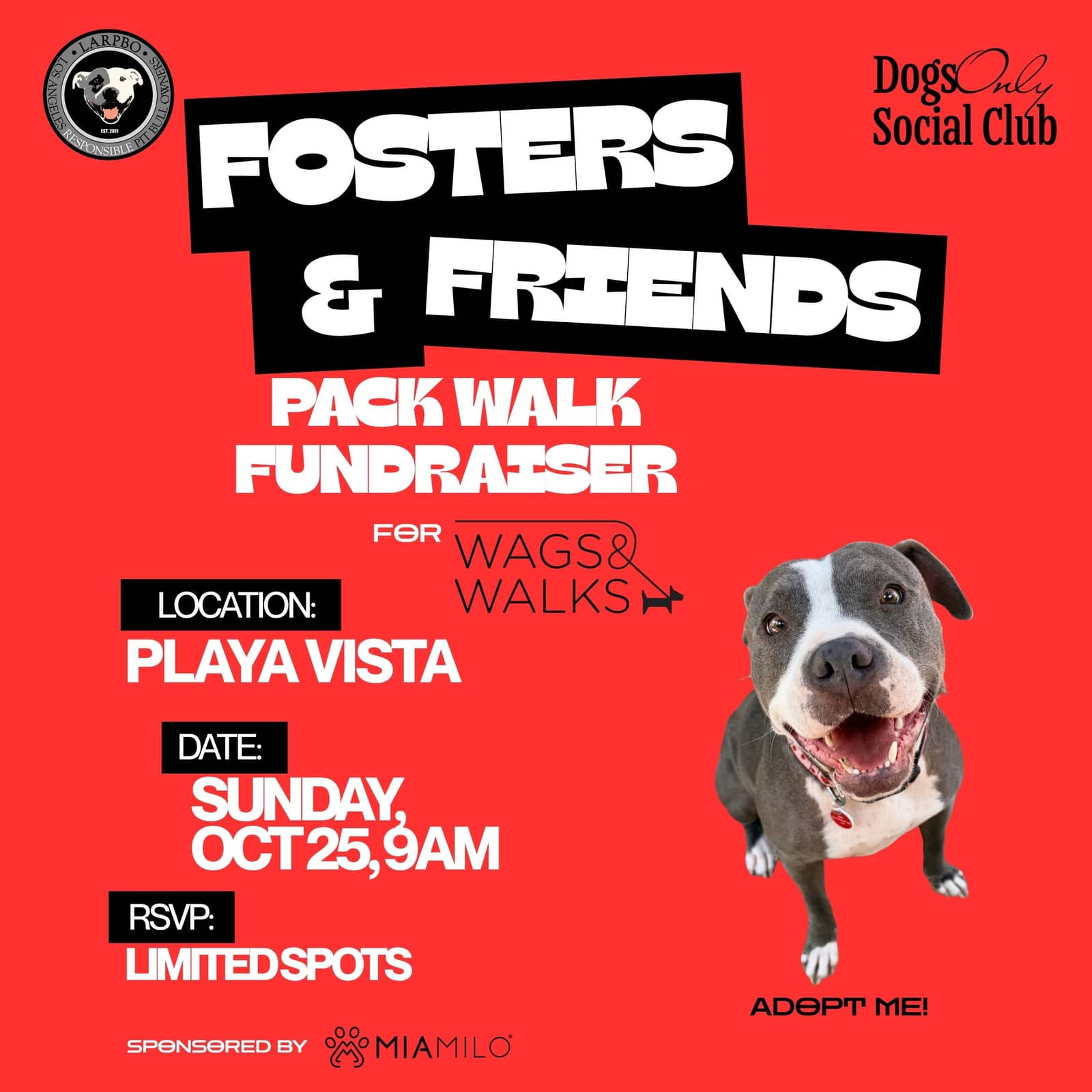 Fosters & Friends Pack Walk Fundraiser