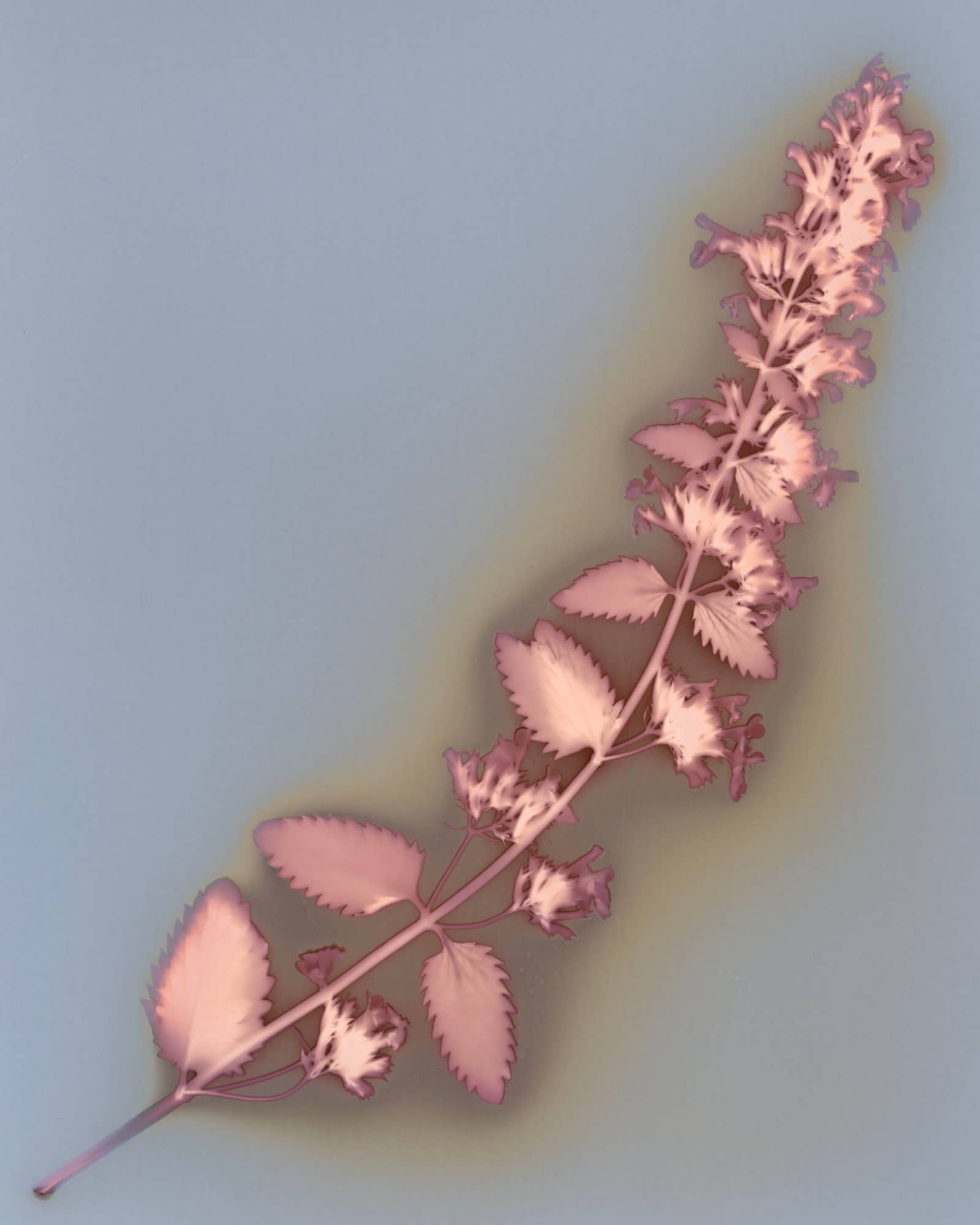 Photo Walks: Lumen Printing with Julie Pasila