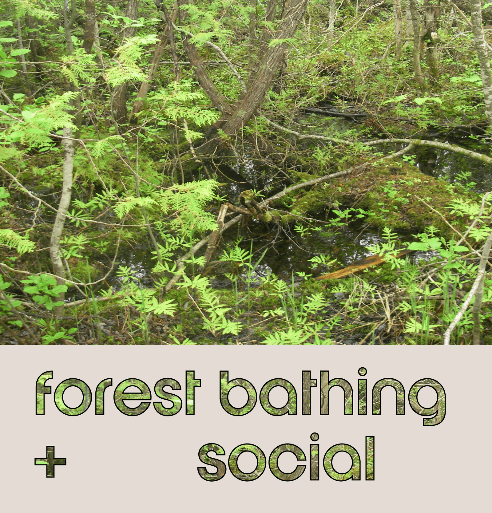 Forest Bathing + Social