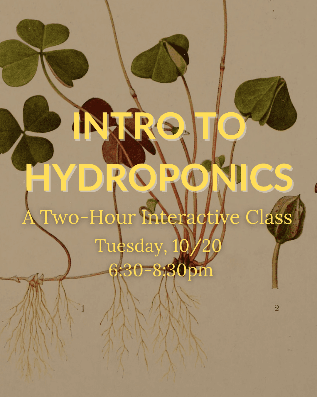 Intro to Hydroponics