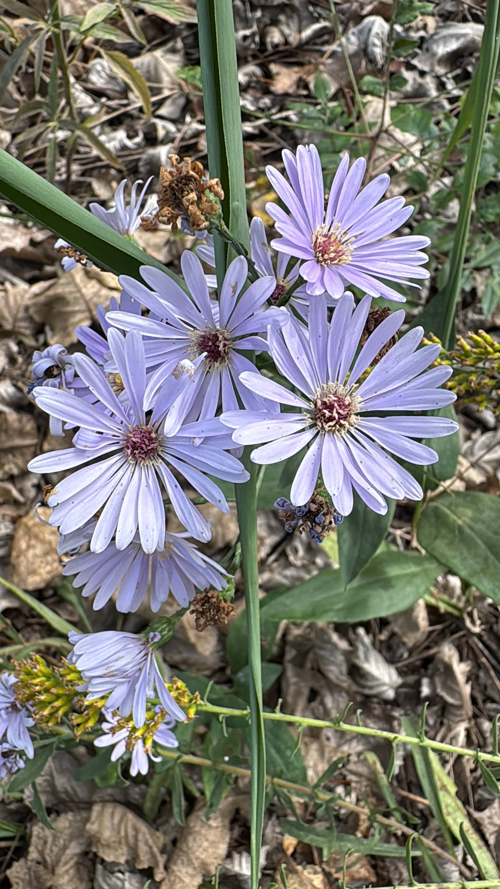 Wildflower Planting @ Marine Park