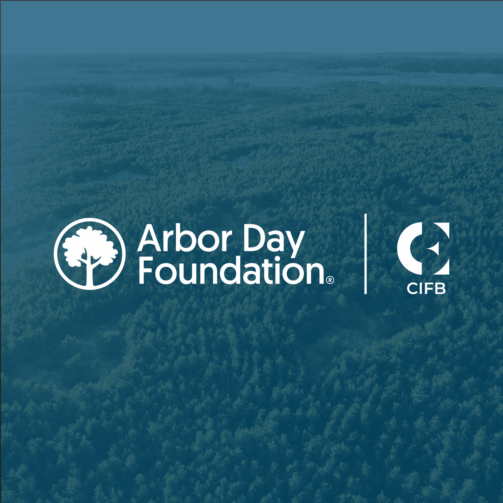 Trees on the Timeline: Where Forests Fit into SBTI's New Carbon Removal Mandate