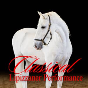 Classical Performance by the South African Lipizzaners
