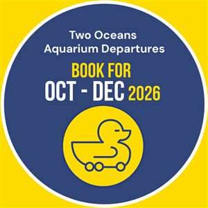 The Two Oceans Aquarium: The Waterfront Duck Co Tours: October - December 2026