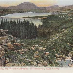 Mandela's Gold - A Heritage Walking Tour Through Kirstenbosch Botanical Gardens