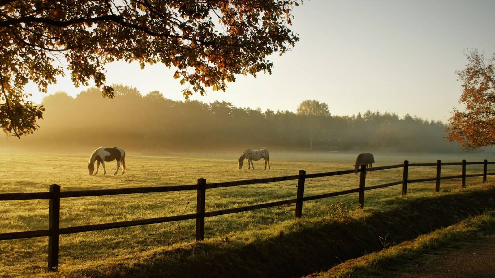 STAGE D'ÉQUITATION (2 JOURS) EN SOLOGNE 🐴 - COMPLET