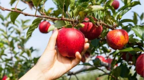 ✨🍎Fresh Apple Picking👩🌾🌟