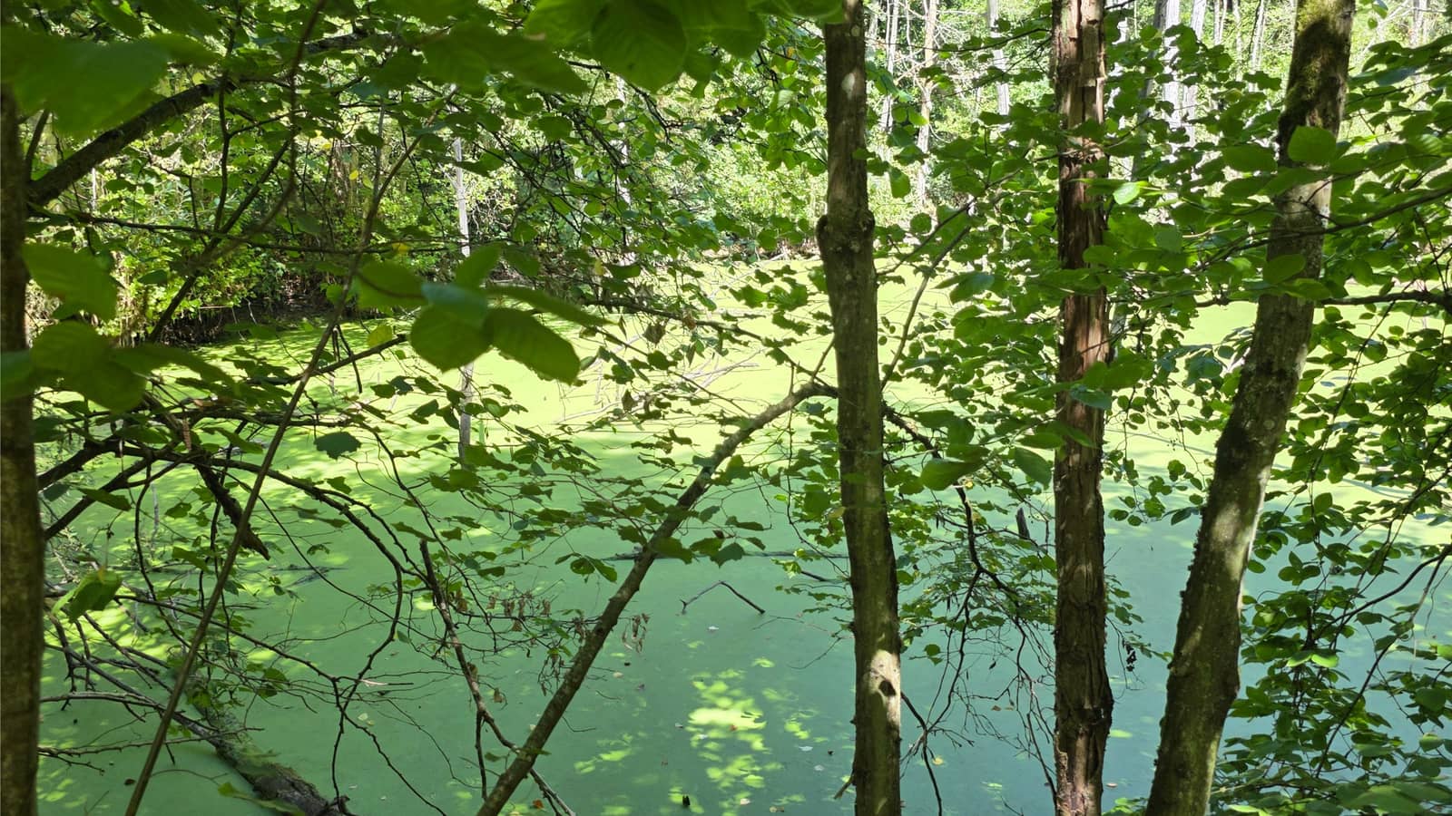 Promenade nature : "De Boulogne à Neuilly, les bords de Seine"
