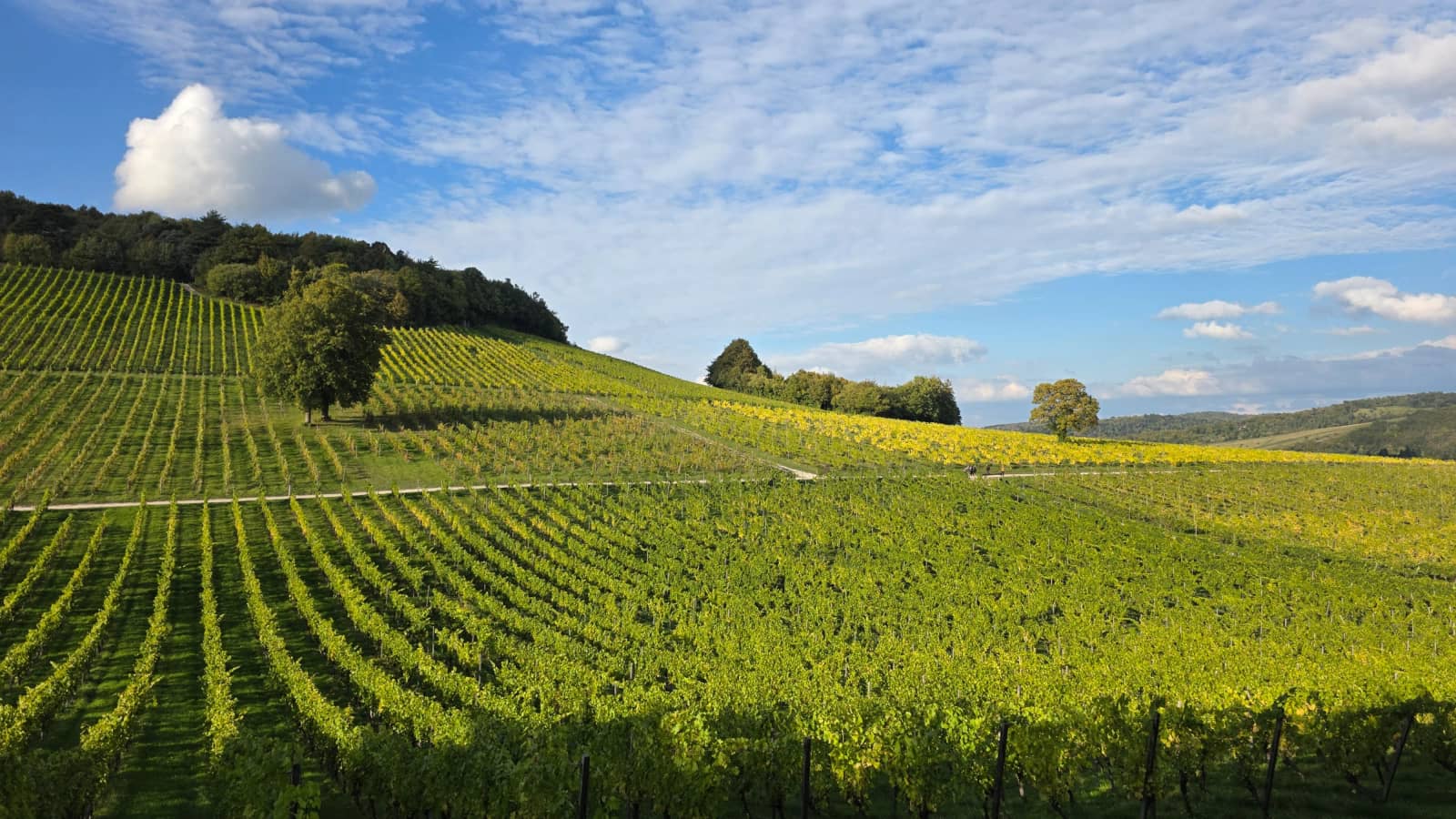 HILLY HIKE 17km Jane Austen's Box Hill, England's largest vineyard & North Downs
