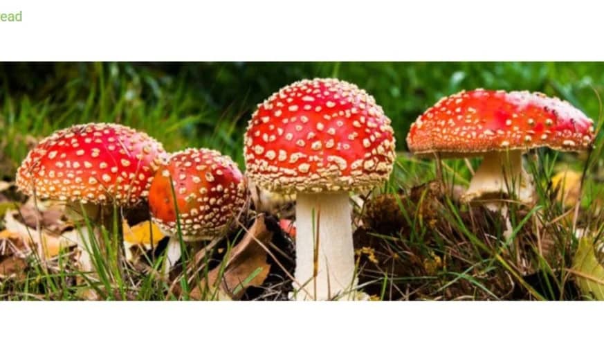 Fungi Foray (Mushroom walk) @ Nunhead Cemetery
