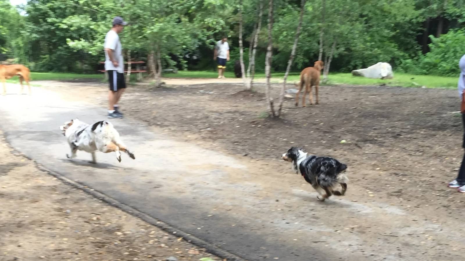 Run and Get Dirty!  Adult Dogs in the main park, puppies in the small dog park