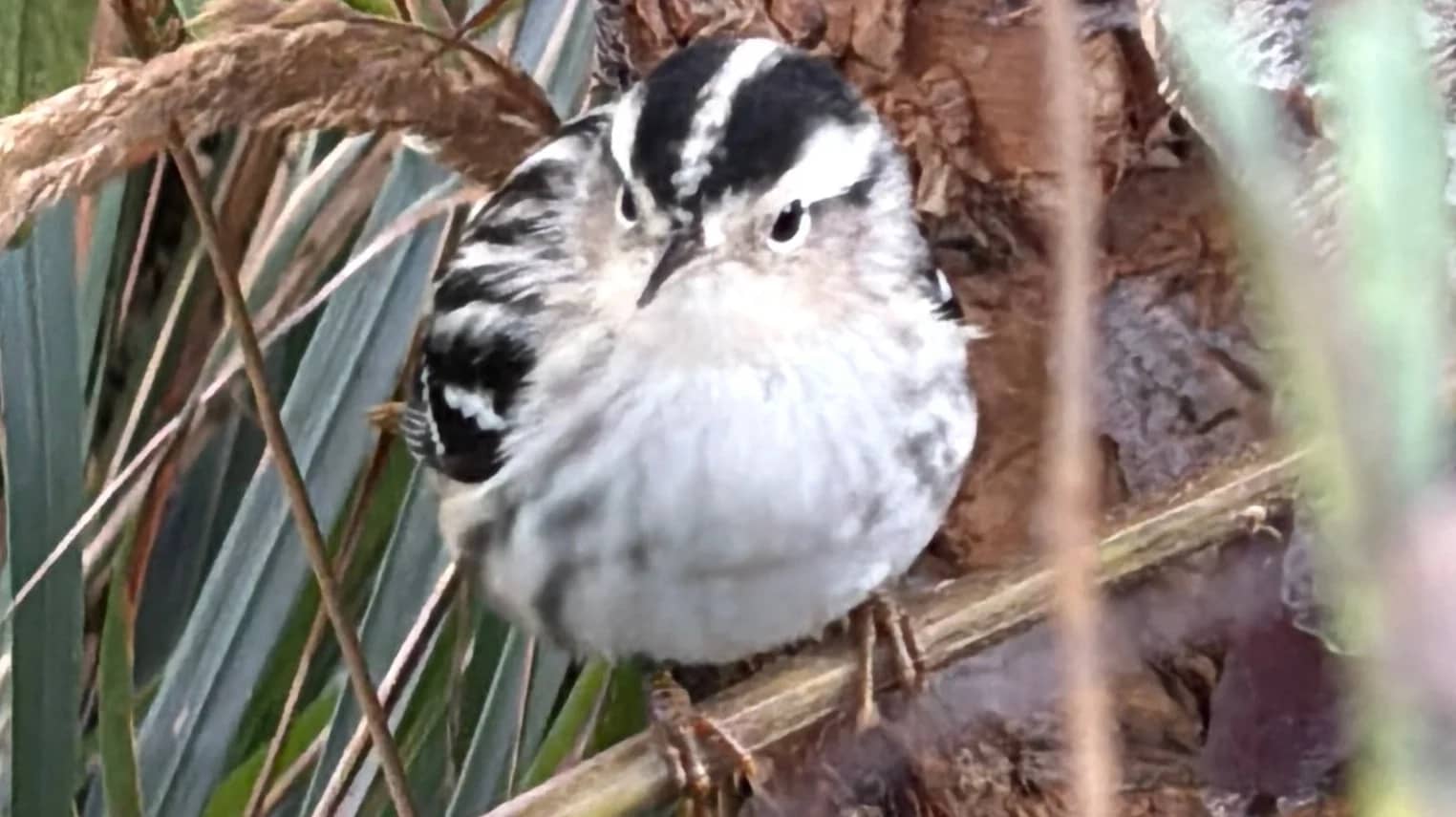 Central Park Fall Bird Walk