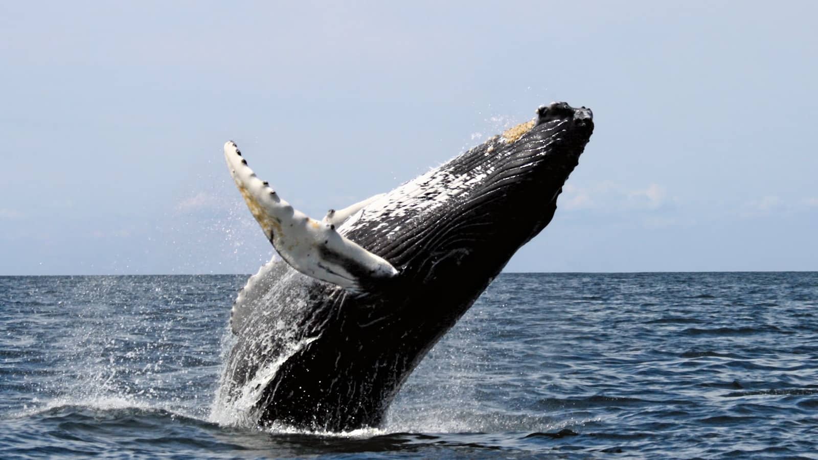 Whale Watching: Southern Migration: Watsons Bay to Maroubra!!! 18km Medium