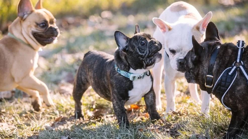 French Bulldog meetup