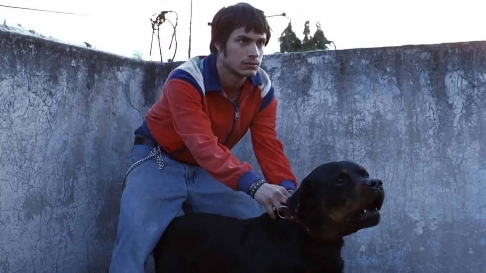 Amores Perros (4K Restoration) (Spanish with English Subtitles)