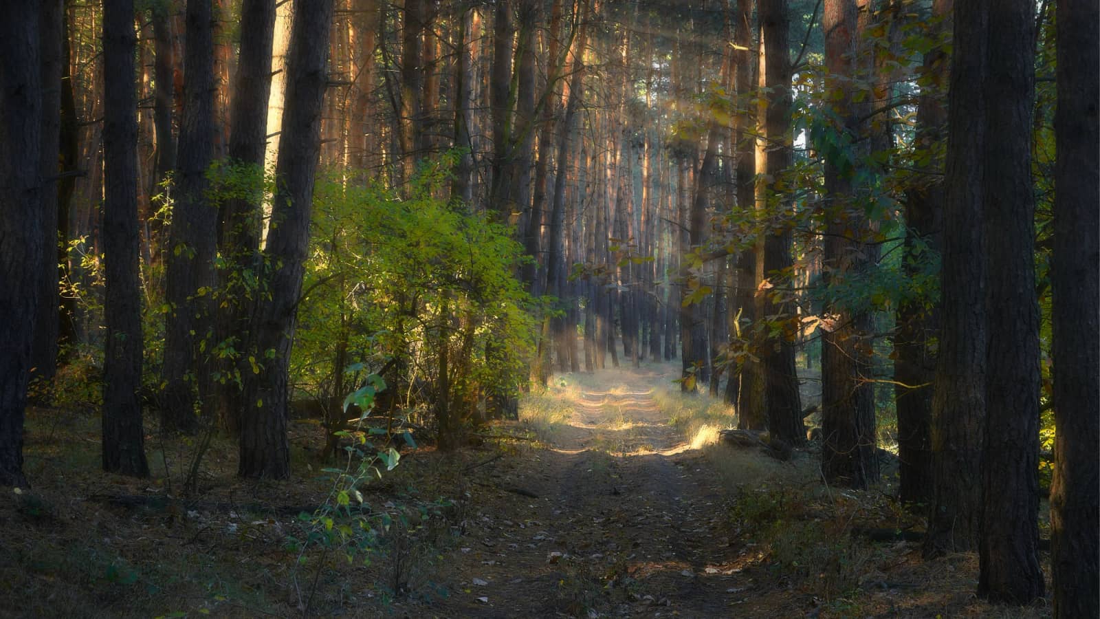 Drawing to Music: Fairy Woods