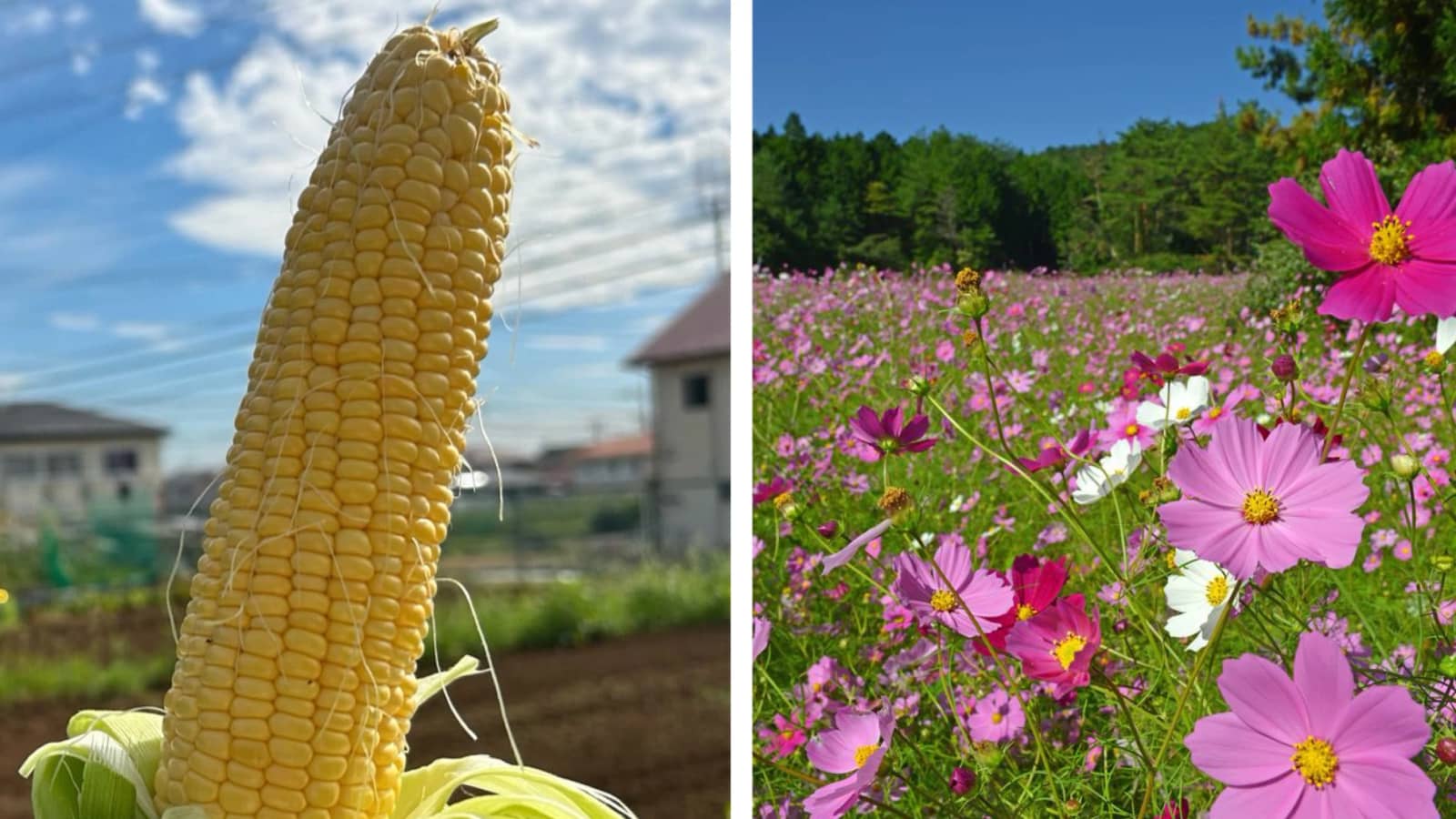 【もぎたてスイートコーン丸かじり🌽&コスモスの迷宮🌸】Autumn Harvest&Cosmos Labyrinth Hike in Osaka