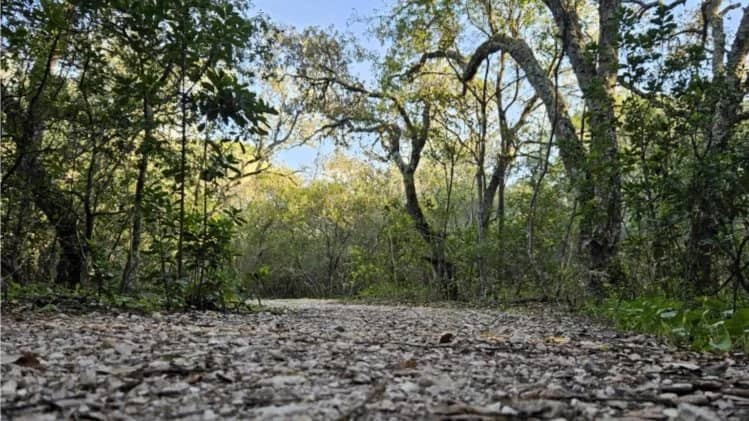 Morning walk #68: Vila Guiné - Pista fria - Pista do Barcal