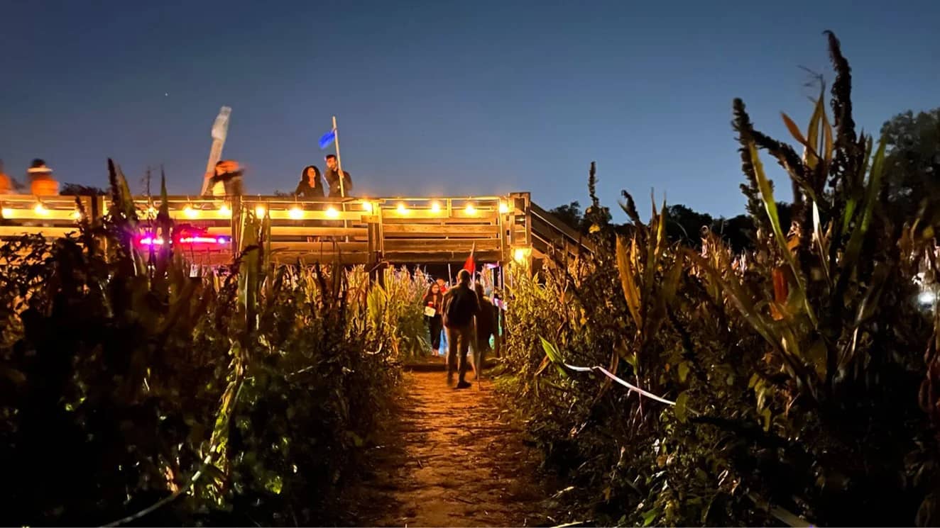 A Corn Maze by Moonlight 🌛