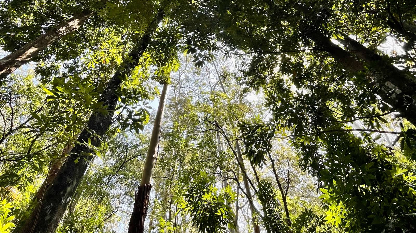 🌲Cumberland State Forest, Darling Mills & Bidjigal Reserve 🌈 🌳 🌿 🐦⬛🦉