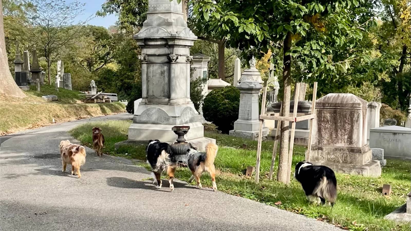 Dog Day at Oak Hill Cemetery in Georgetown - Off Leash Optional