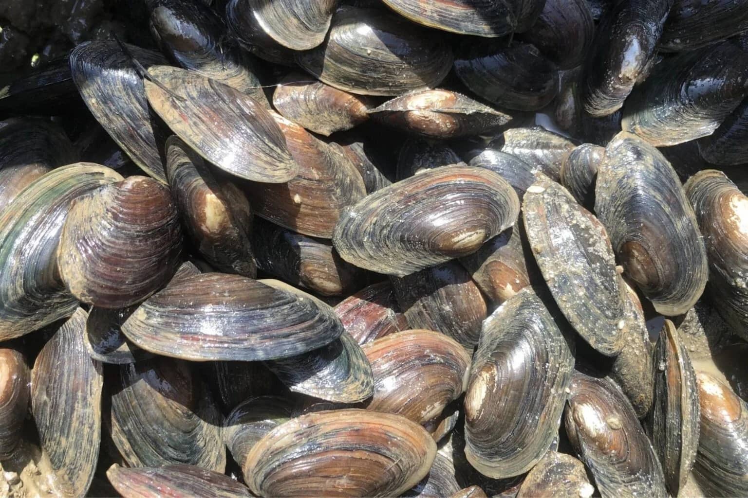Volunteer: Mussel Releasing