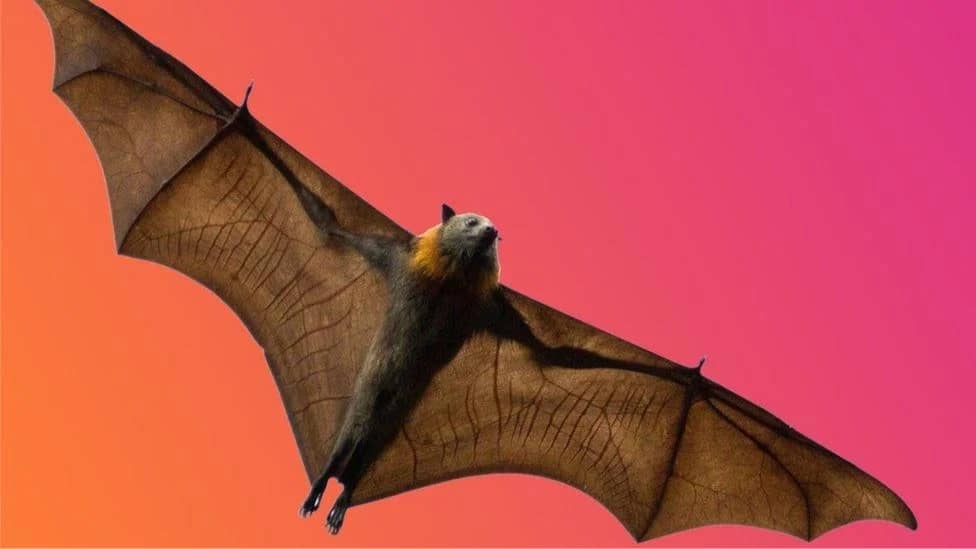 50+ Museum Trip “Masters of the Night: The True Story of Bats"