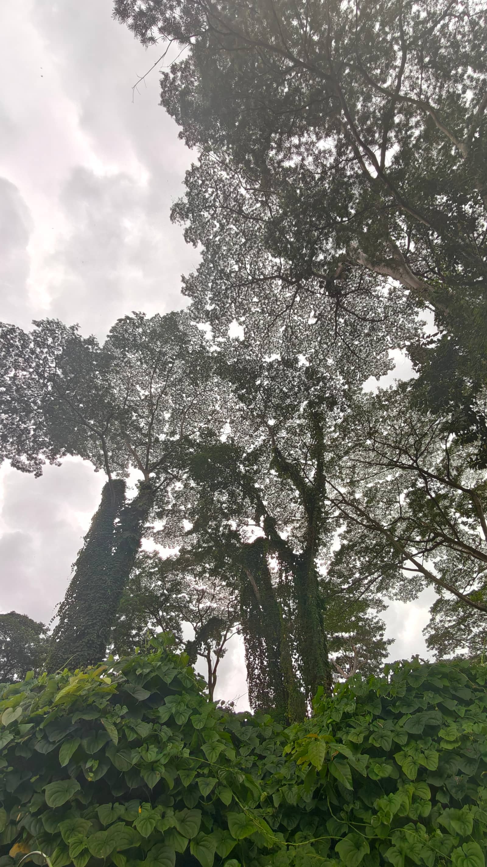 🌳Clementi Forest - Adventure Before School Starts!