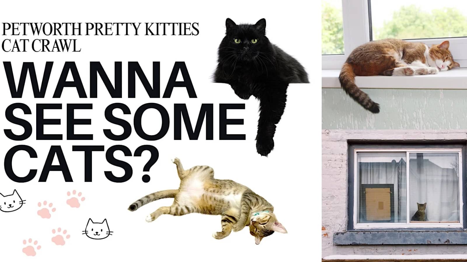 DC Petworth Cat Crawl