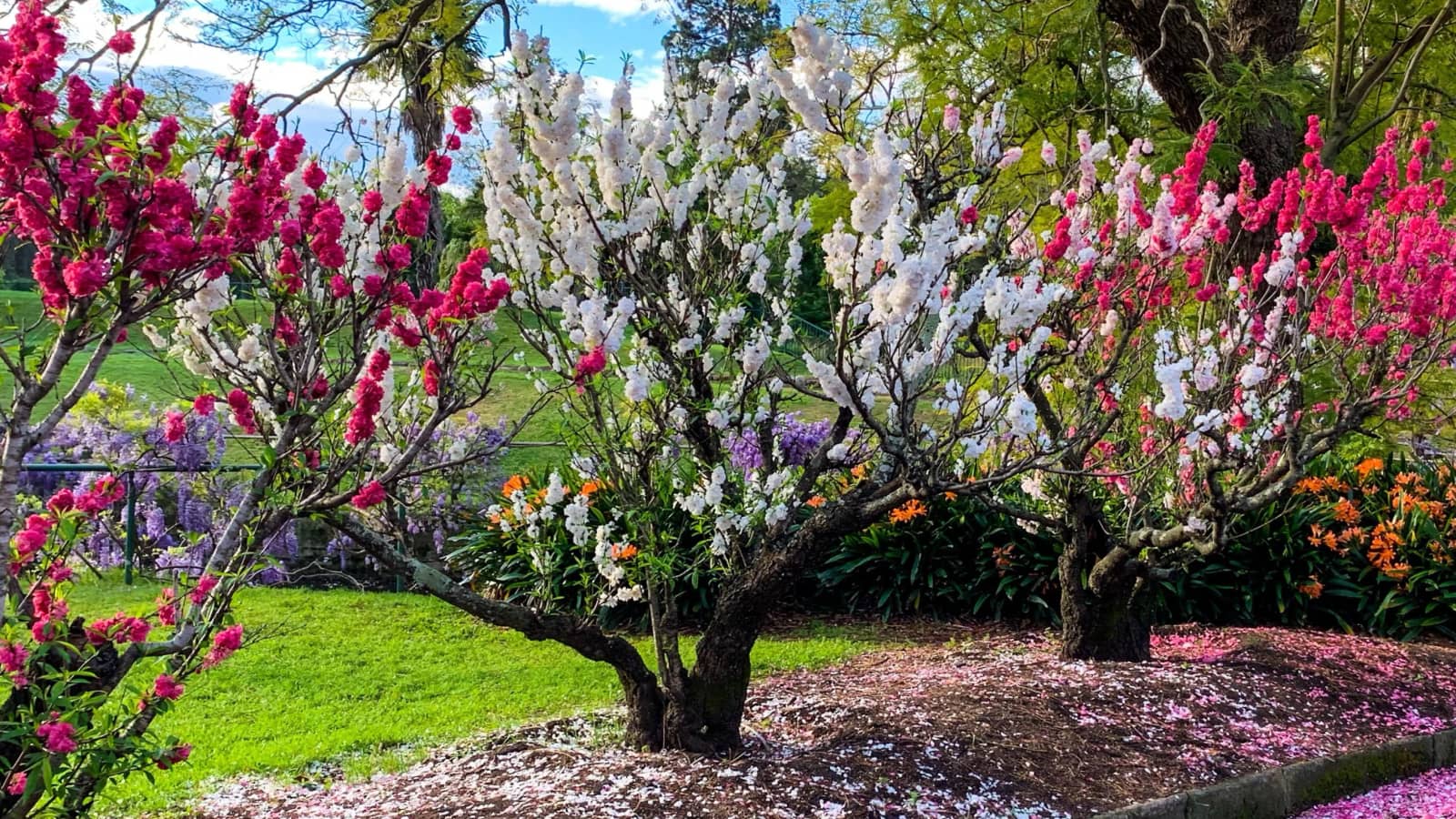 Cherry Blossom And Wisteria Gardens