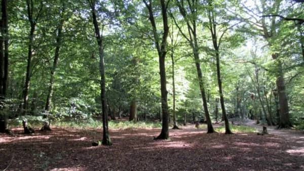 GREEN Β£5 WALK π³πΏπ²- LESNE ABBEY WOODS to WELLING