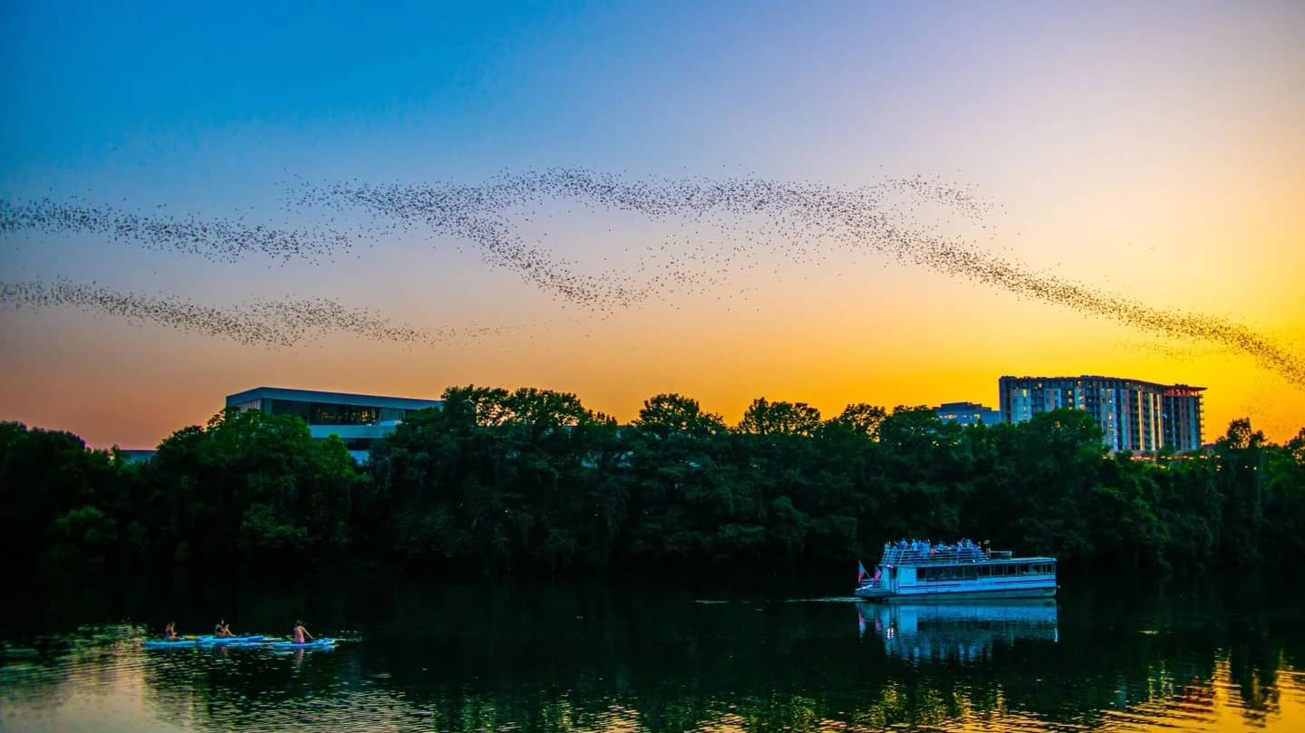 Austin Staples: Sunset Bat Cruise