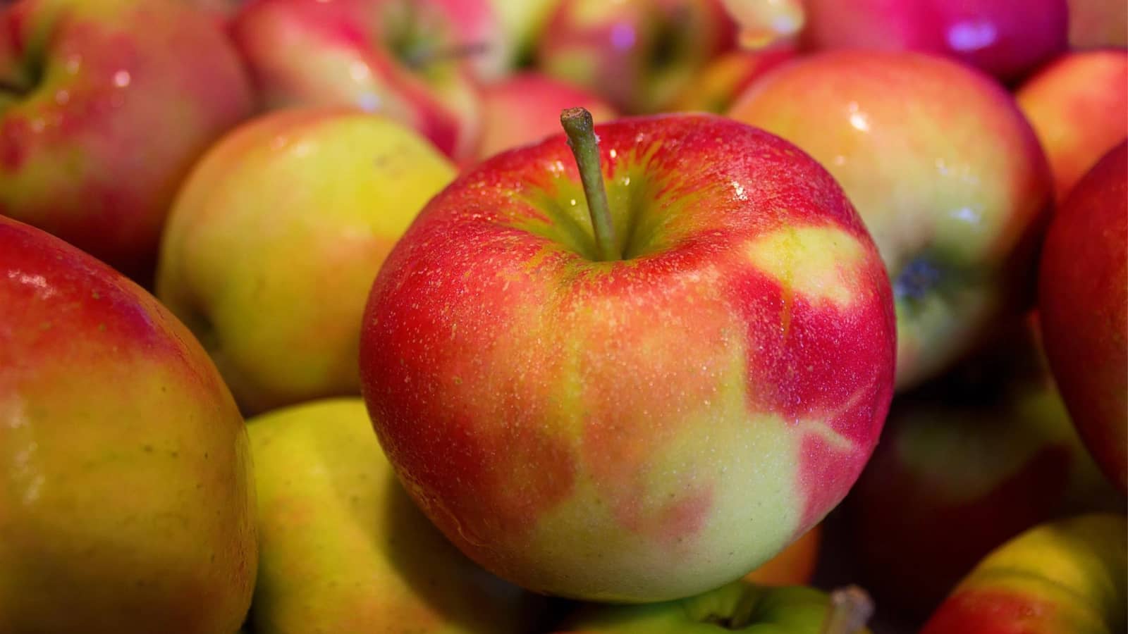 Apple Picking:)