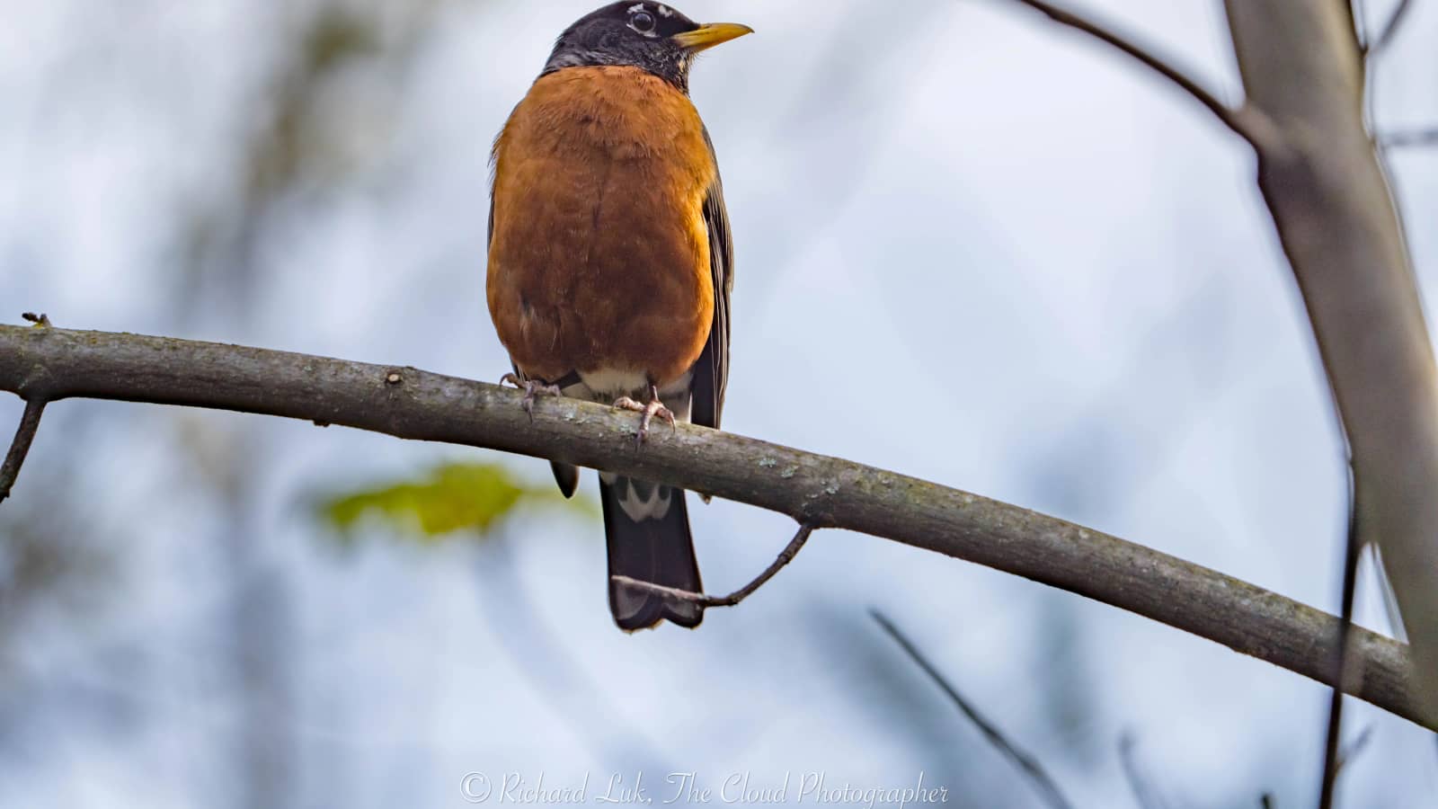 Monthly Bird Walk - Everett Crowley Park