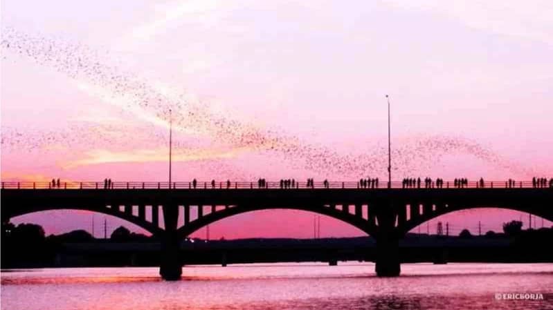 Bat Viewing at Sundown!