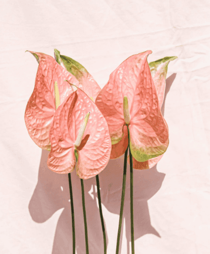 Bali Bloom Flower Workshop 30.08