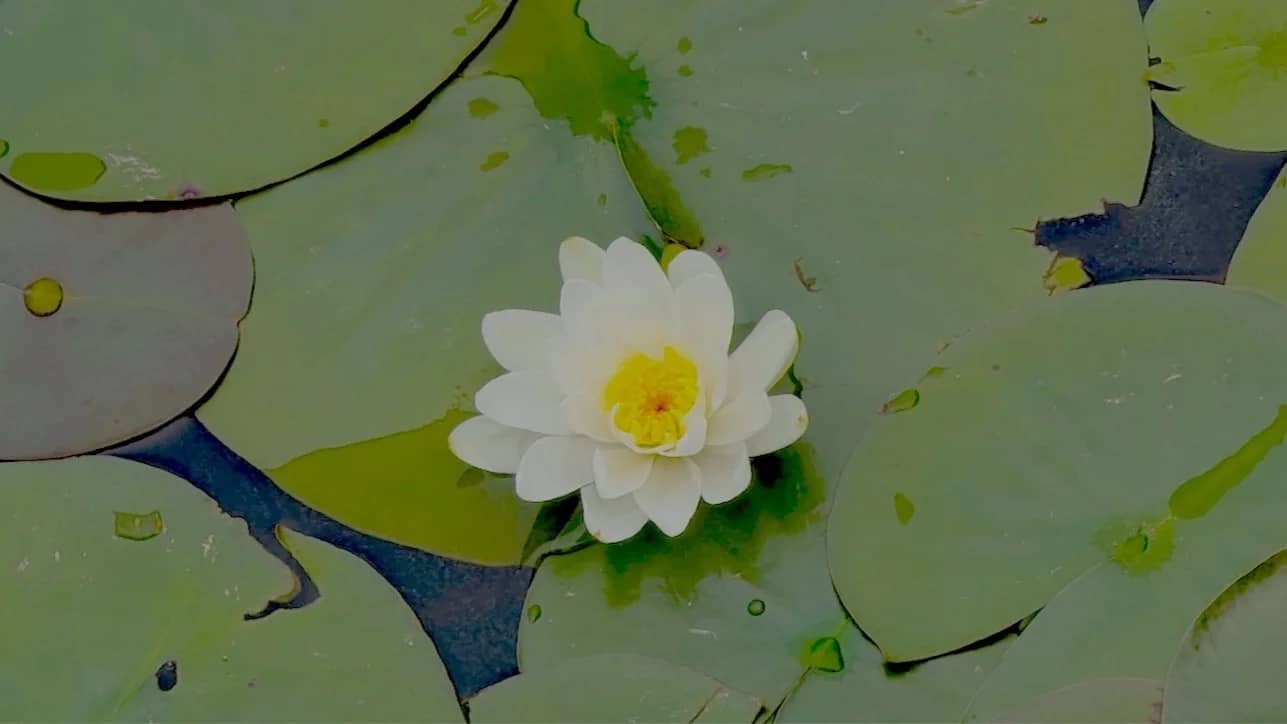Sunday Meditation in Magnolia