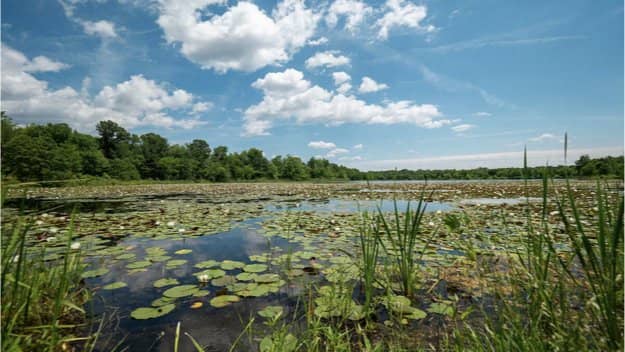Medium Level: Lake Artemesia & Anacostia River Trail
