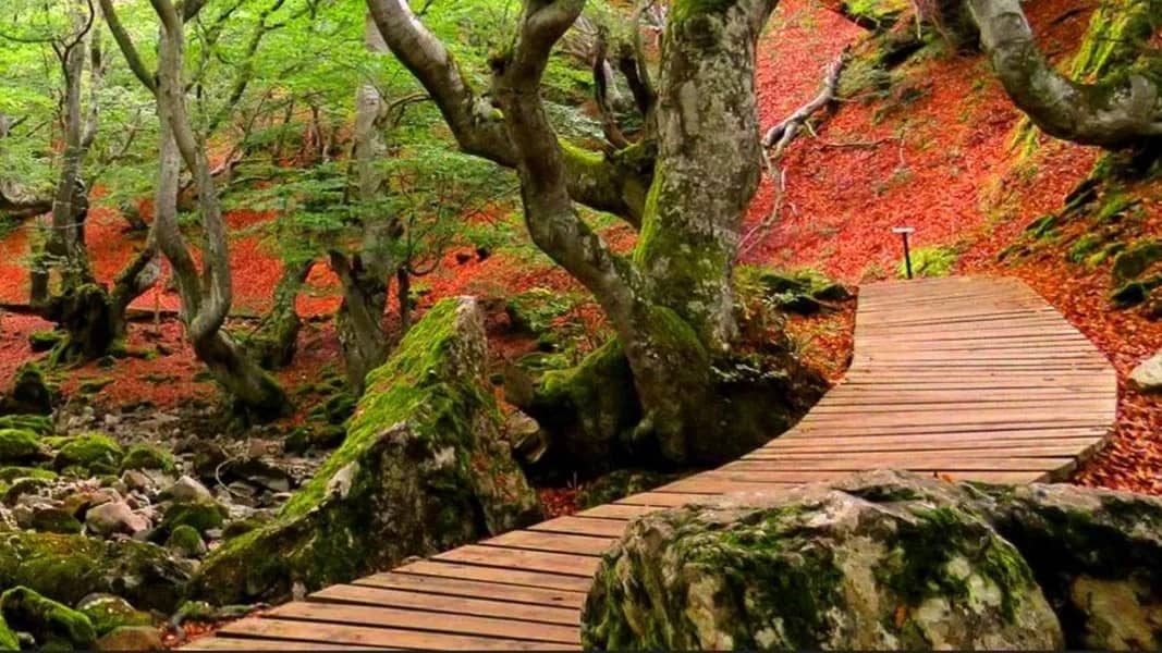 🍂FAEDO DE CIÑERA, HAYEDO MÁGICO DE OTOÑO · El Pilar (10 a 12 Octubre)