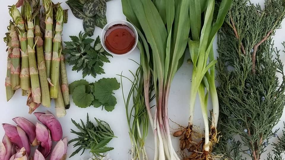 Eat the Neighborhood Foraging Tour & Lunch - Carnivore Oak Park