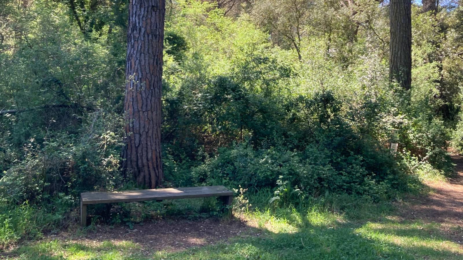 Reconecta con la naturaleza: el bosque terapeutico🌳 + picnic 🧺