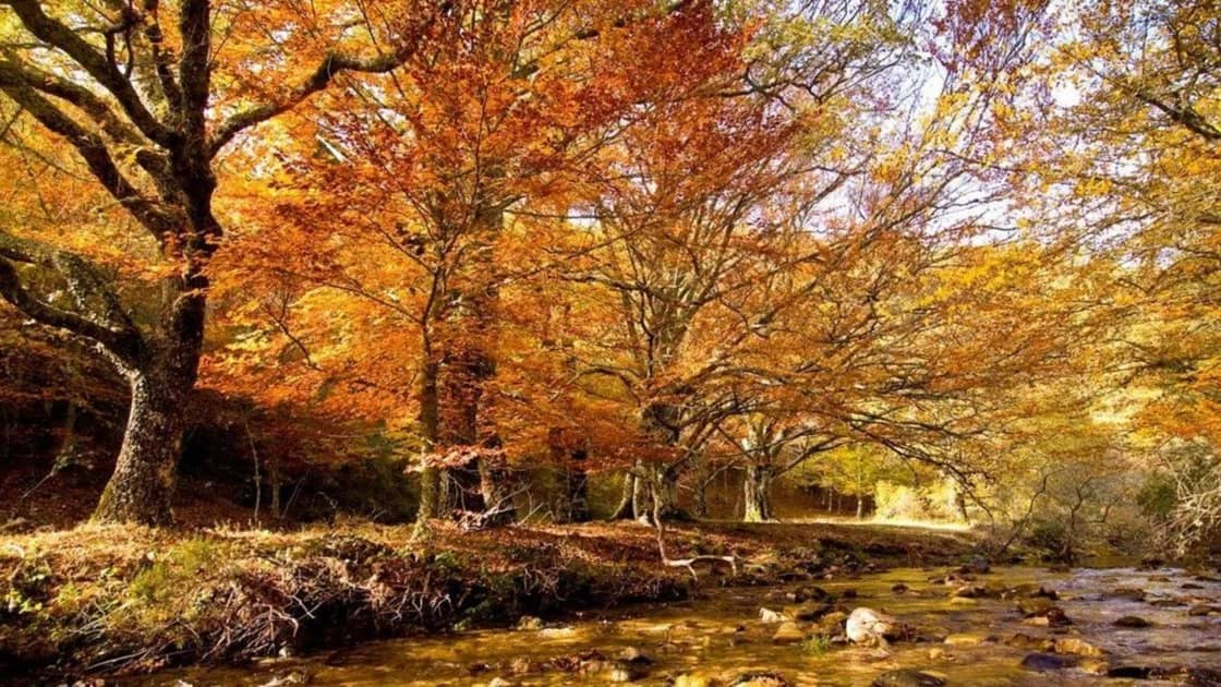 🍂ABEDULAR DE CANENCIA🍂👣 (Sábado 14 Noviembre)