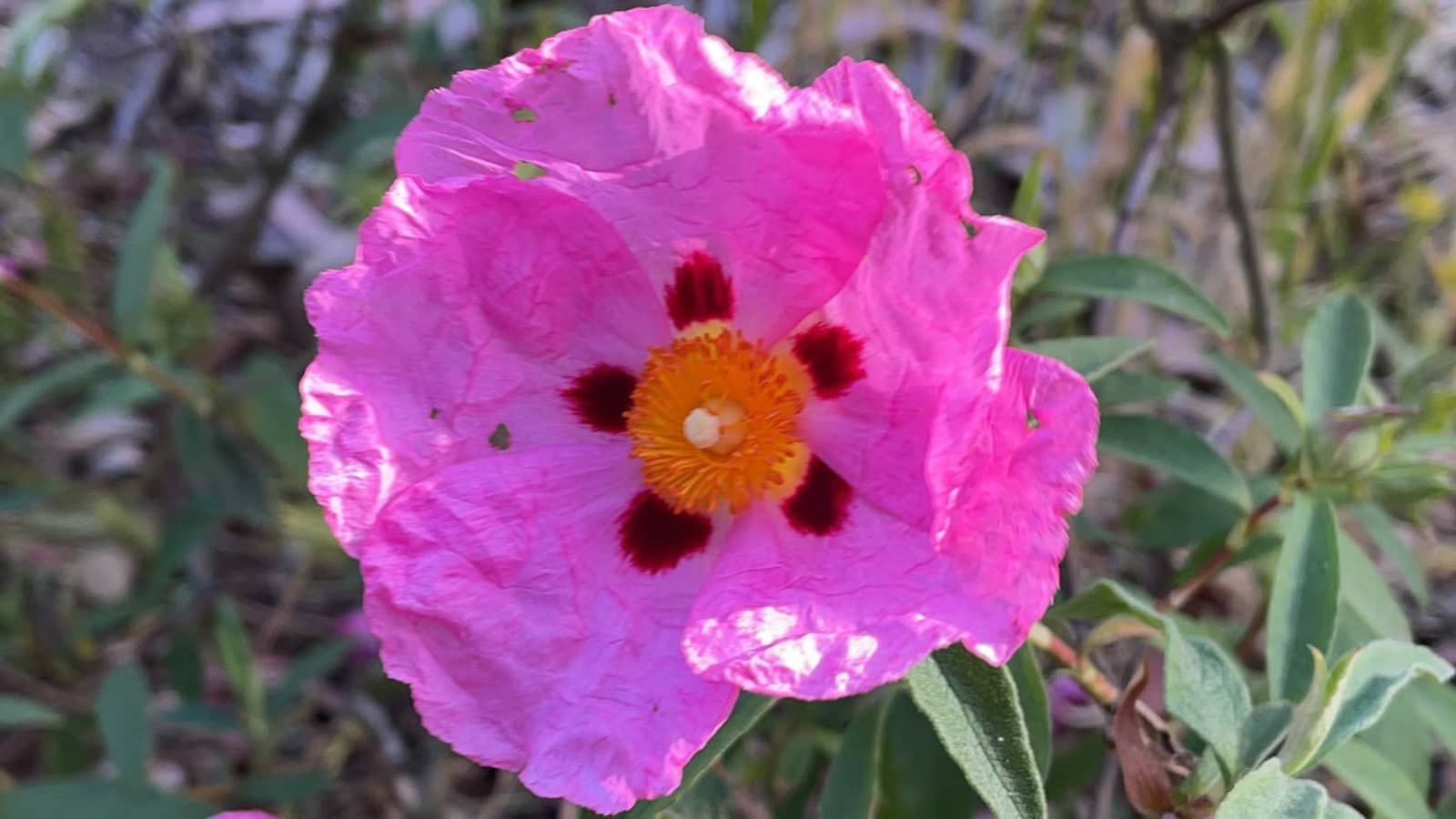 Urban Hike: Mission, Noe, Bernal