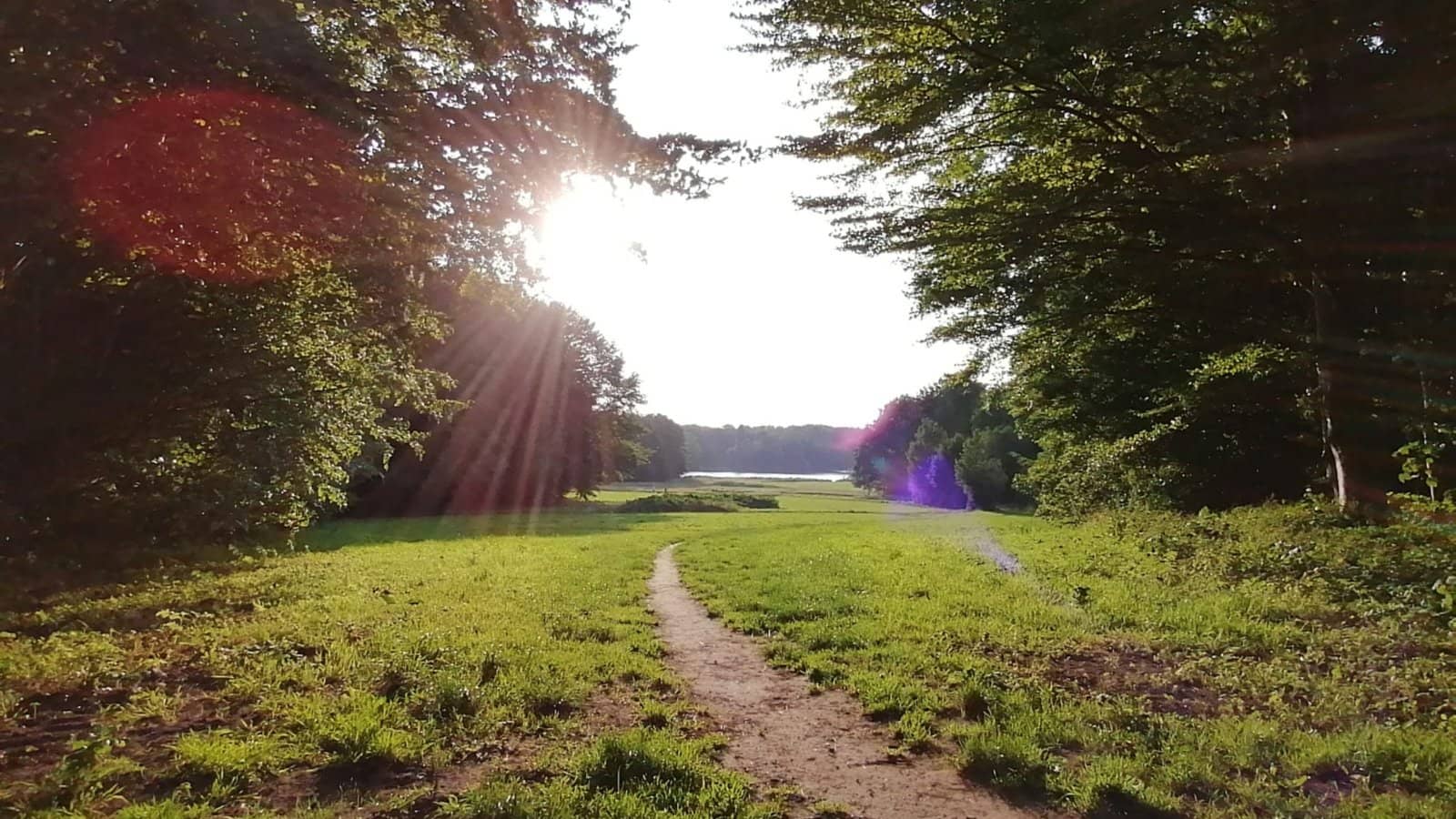 🌿 The Dragon’s Eye Portal: A Forest Walk for Spiritual & Sensitive Souls