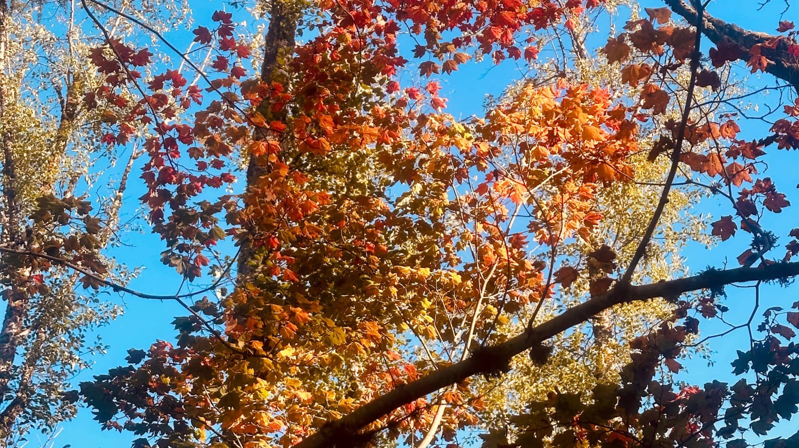 🍁 Maple Leaf Evening Lights Walk