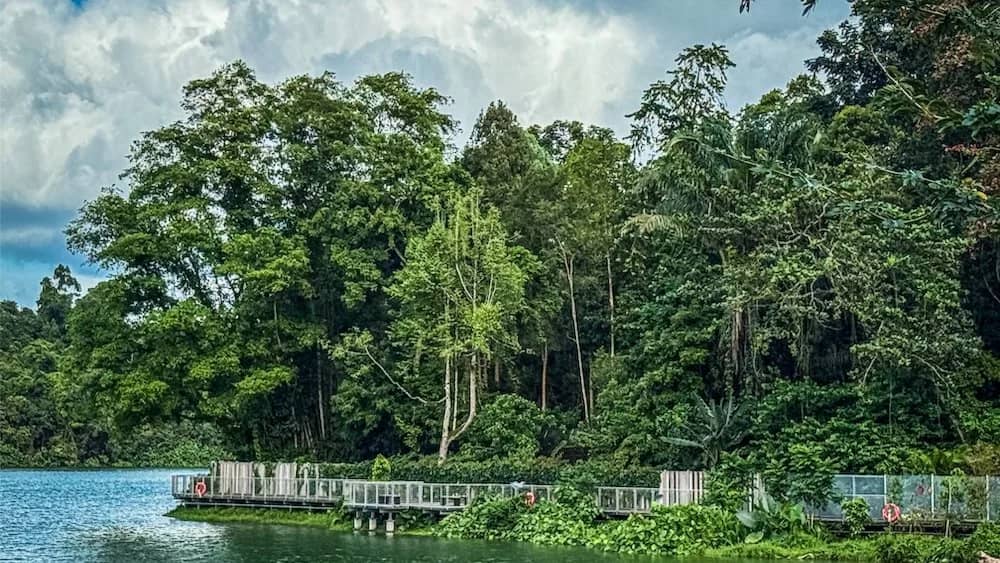 Leisure walk: Mandai Boardwalk
