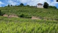 Sardinian Wine Tasting