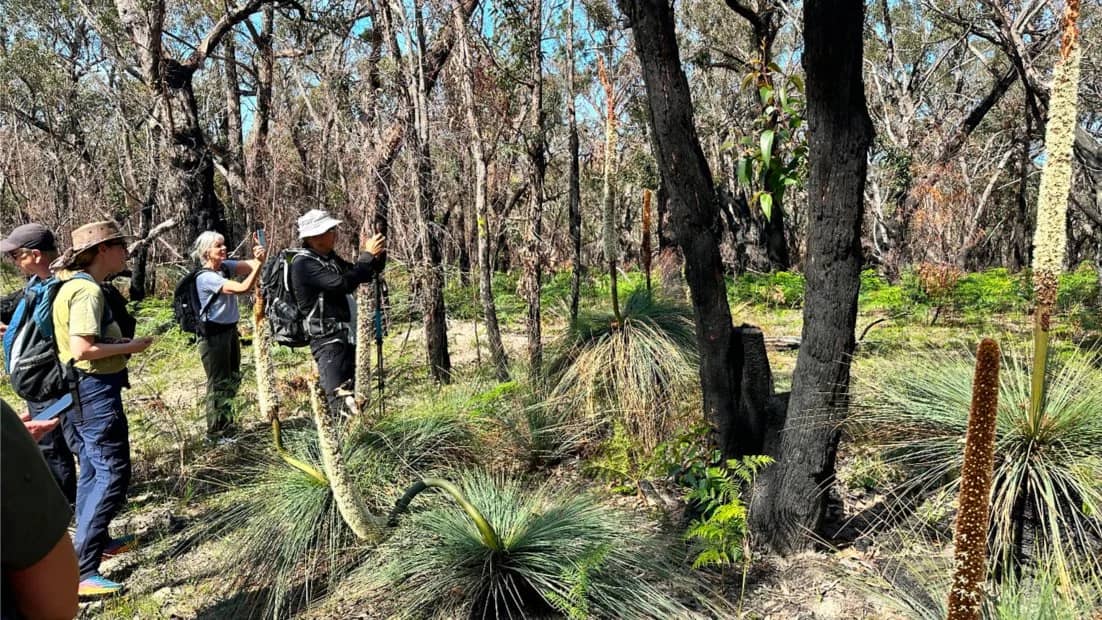 Sunday Bus: Angahook Spring Wildflowers - 13km and 17km - 6 Sept
